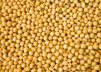 Beating Soybean Cyst Nematode: Integrated IPM That Works