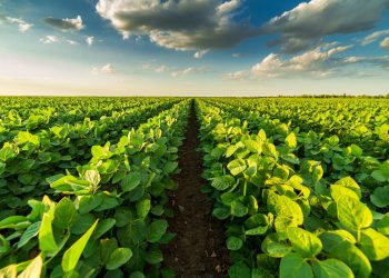 Double-Crop Soybeans: Economics, Risks, and Best Practice