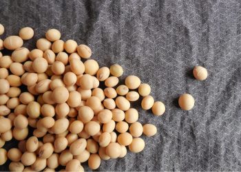 Soy Protein Concentrate vs. Isolate: Functional Differences for R&D