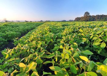 Northward Shift of Soybean: Dakotas to Canadian Prairies—What’s Next?