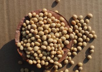 Soybean Quality Metrics Buyers Care About: Protein, Oil, and Heat Damage