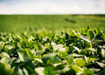 El Niño/La Niña and Soybean Yields: Weather Playbook for Traders