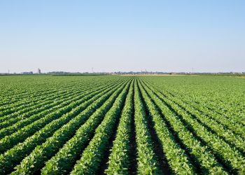 Top 20 U.S. Soy-Producing States: Yields, Acreage, and Trends