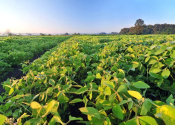 WASDE for Soybeans: How to Read the Report Like a Pro