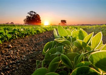 Freight & Containerized Soy: 2025 Rate Trends and Booking Tips