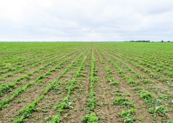 Argentina Corn on Track for Record Harvest as Farmers Scale Back Soybean Planting