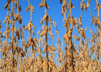 Port Congestion Playbook: How Traders Keep Soybean Moving in Peak Season