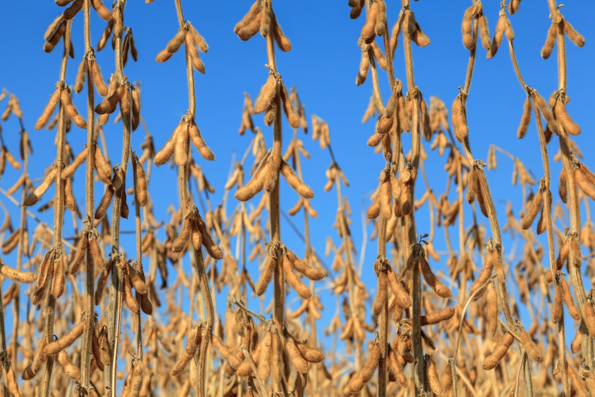 Port Congestion Playbook: How Traders Keep Soybean Moving in Peak Season