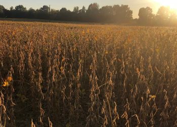 Soybean Calendar: Planting, Harvest, and Export Seasons by Region