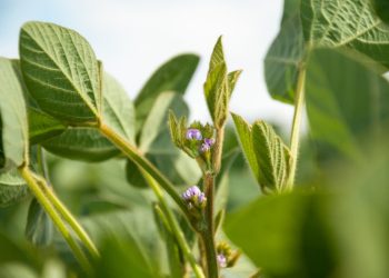 soybean plant