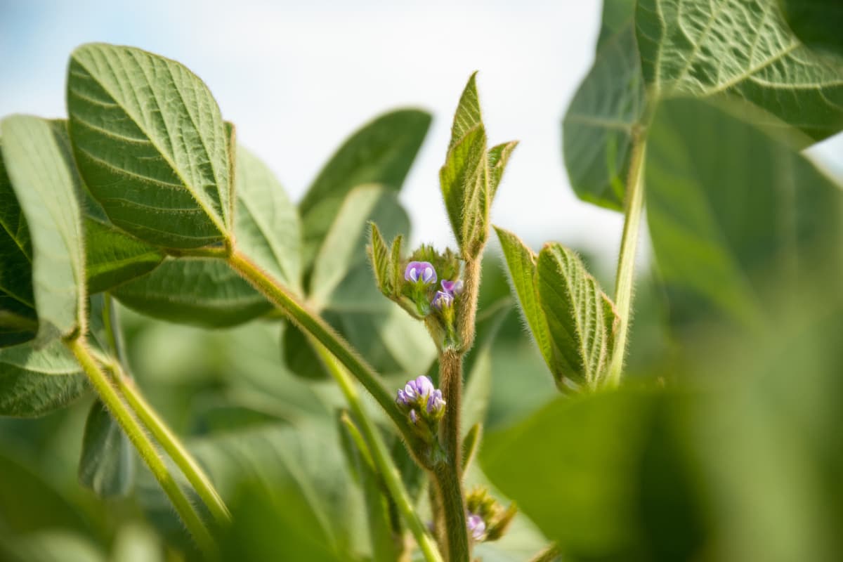 soybean plant