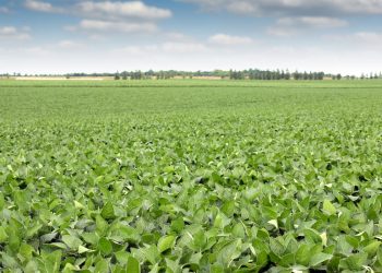 Donau Soja Academy: Soybean Cultivation Roadmap 2025 (Ukraine/Europe)