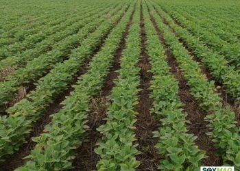 A New Era in the Soy and Animal Protein Chain in Brazil