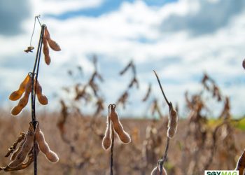 Soybean War Tests US Farm Policy