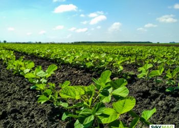 US Farmer Support Package Delayed Due to Government Shutdown