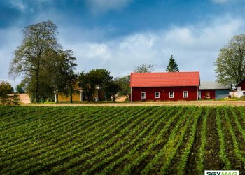 Soybean Prices Plunge as U.S.–China Tensions Escalate, Market Outlook Turns Bearish