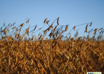 China Turns to Soybean Purchases from Argentina After Tax Cut