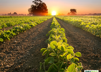 US Soybean Producers Become New Victims of Trade War