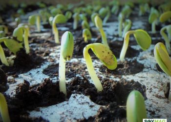 Michigan’s Soybean Harvest Nears Completion Amid Worsening Drought Conditions