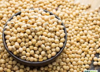 Soybeans Take Back Seat in Upcoming U.S.-China Trade Discussions