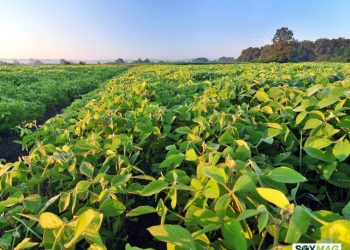 Soybean Cyst Nematode Threat Intensifies as Resistance Weakens