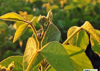 Michigan Soybean Leader Stores Crops to Weather Price Volatility
