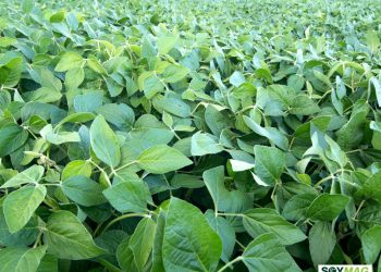 China Delays Soybean Purchases Amid Soaring Brazil Premiums and Trade Tensions
