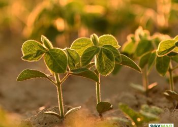 U.S. Soybean Basis Falls Below Historical Averages Amid Revenue Pressures