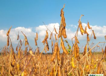Soy Transportation Coalition Calls for Lower Costs in Ag Supply Chain