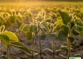 USSEC Realigns Strategy to Boost Global Soybean Demand