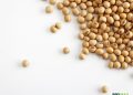 U.S. Farmers to Boost Soybean Acres in 2026
