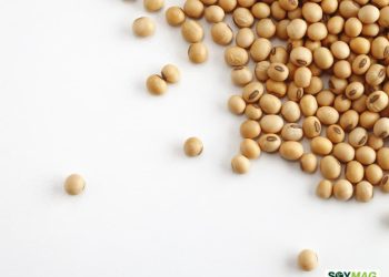 U.S. Farmers to Boost Soybean Acres in 2026