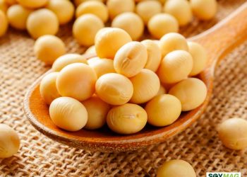 Taiwan’s Expanding Food Industry Boosts U.S. Soybean Demand