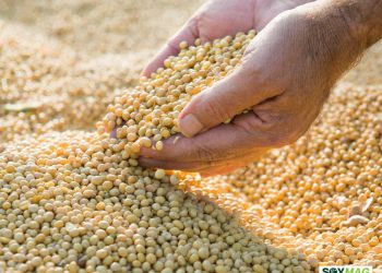 Soybean Prices Rise Amid Strong Domestic Demand and Renewed Trade Hopes with China