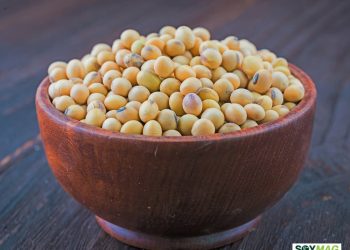 Brazil’s Soybean Crushing to Reach Record 60 Million Tons in 2025/26