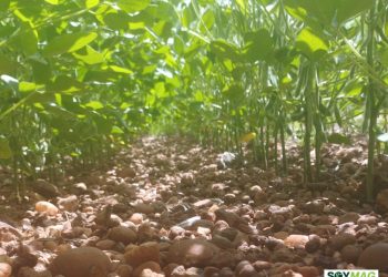 China to Import 12 Million Tons of U.S. Soybeans, With Multi-Year Deal in Place