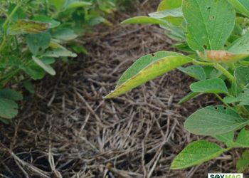 China Resumes Limited U.S. Soybean Purchases Ahead of Trump–Xi Summit