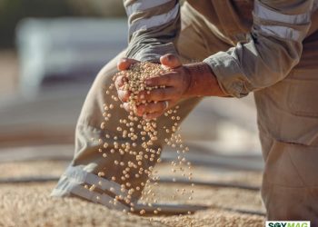 Soybean Farmers Face Economic Strain as U.S.–China Trade War Deepens