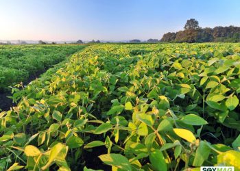 Iowa Soybean Harvest Slightly Behind Average, Corn Moves Ahead of Schedule