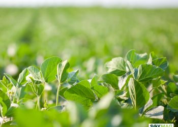 Why Late-Season Soybean Scouting Still Matters for Harvest Success