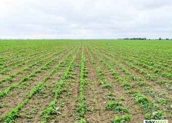 China’s Market Boycott Puts U.S. Soybean Farmers Under Pressure