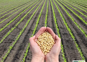 U.S. Soybean Farmers Adapt as China Reduces Imports