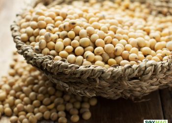 Soybean Trade Hopes Rise Despite No Agriculture Mention in Trump-Xi Call