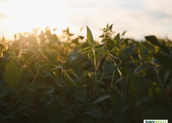 Record U.S. Grain Harvest Triggers Storage Crisis as Soy Exports Lag Behind