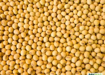 Soybeans Close Above $10 as Markets React to Trade Signals