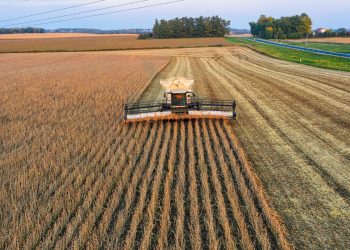 soybean harvest