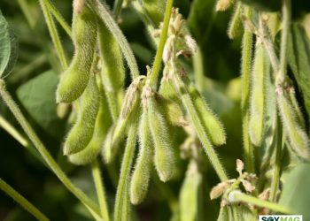 China Reopens Door to U.S. Soybeans and Logs as Trade Tensions Ease