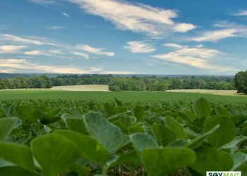 China Eases Some Tariffs, but U.S. Soybeans Still at a Price Disadvantage