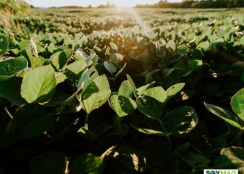 China Turns Away from U.S. Soy as Brazilian Supplies Dominate
