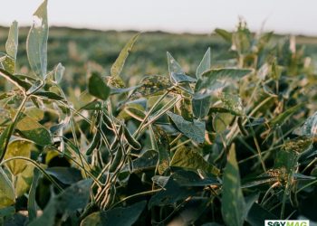 New USDA Data Casts Doubt on China’s Soybean Purchase Commitments